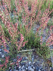 Rumex paucifolius