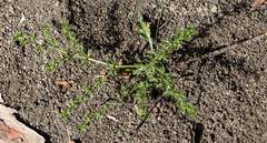 Eryngium vesiculosum