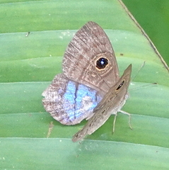 Mesosemia telegone telegone