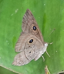 Mesosemia telegone telegone