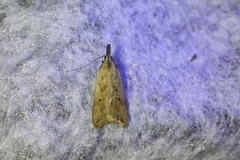 Dichomeris limosellus