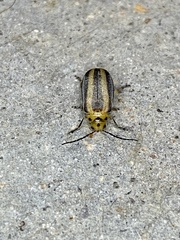 Derospidea brevicollis