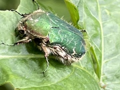 Cetonia pilifera
