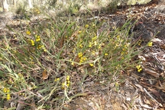 Acacia willdenowiana