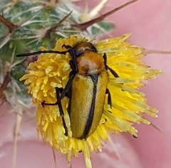 Nemognatha scutellaris
