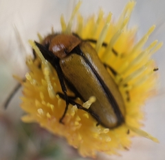 Nemognatha scutellaris