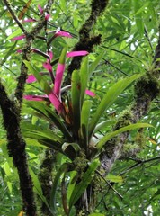 Guzmania wittmackii
