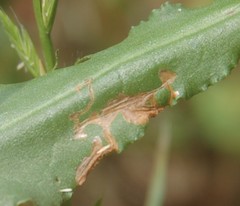 Pegomya bicolor