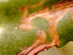 Pegomya bicolor