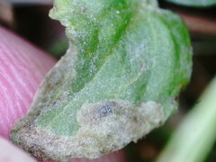 Phytomyza crassiseta