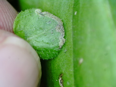 Phytomyza crassiseta