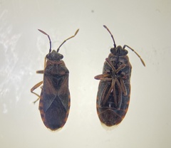 Arocatus melanocephalus