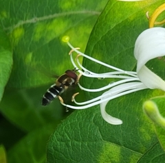 Betasyrphus serarius