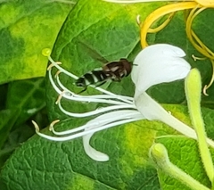Betasyrphus serarius