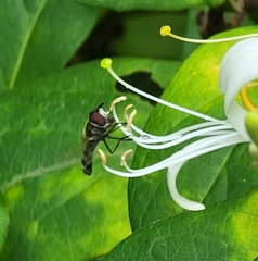 Betasyrphus serarius