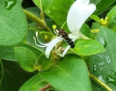 Betasyrphus serarius