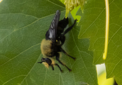 Laphria virginica