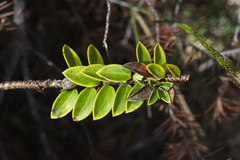 Pimelea gnidia