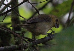 Sporophila nigricollis