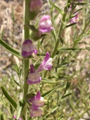 Sairocarpus multiflorus