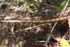 Pimelea gnidia