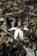 Caladenia saccharata