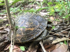 Rhinoclemmys pulcherrima manni