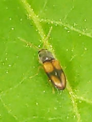 Horistonotus curiatus