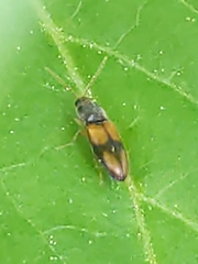 Horistonotus curiatus