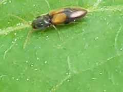 Horistonotus curiatus