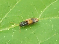 Horistonotus curiatus