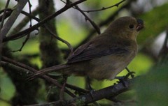 Sporophila nigricollis