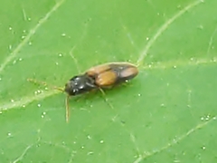 Horistonotus curiatus