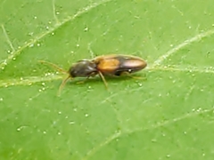 Horistonotus curiatus