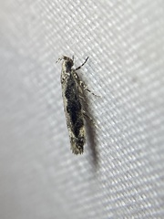 Coleotechnites florae