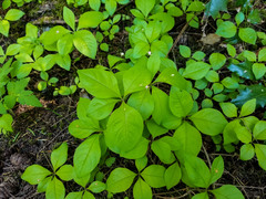 Lysimachia latifolia