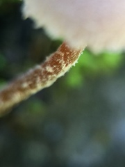 Flammulaster carpophilus var. rhombosporus image
