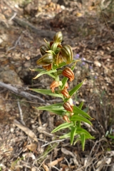 Pterostylis concava