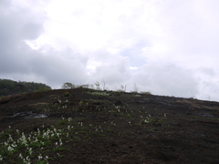 Chlorophytum tuberosum