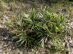 Macrozamia fawcettii