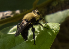 Laphria virginica