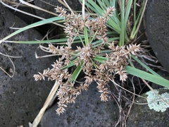 Cyperus javanicus