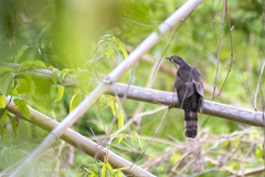 Hierococcyx sparverioides