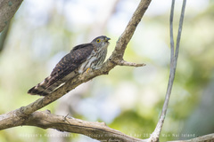 Hierococcyx nisicolor