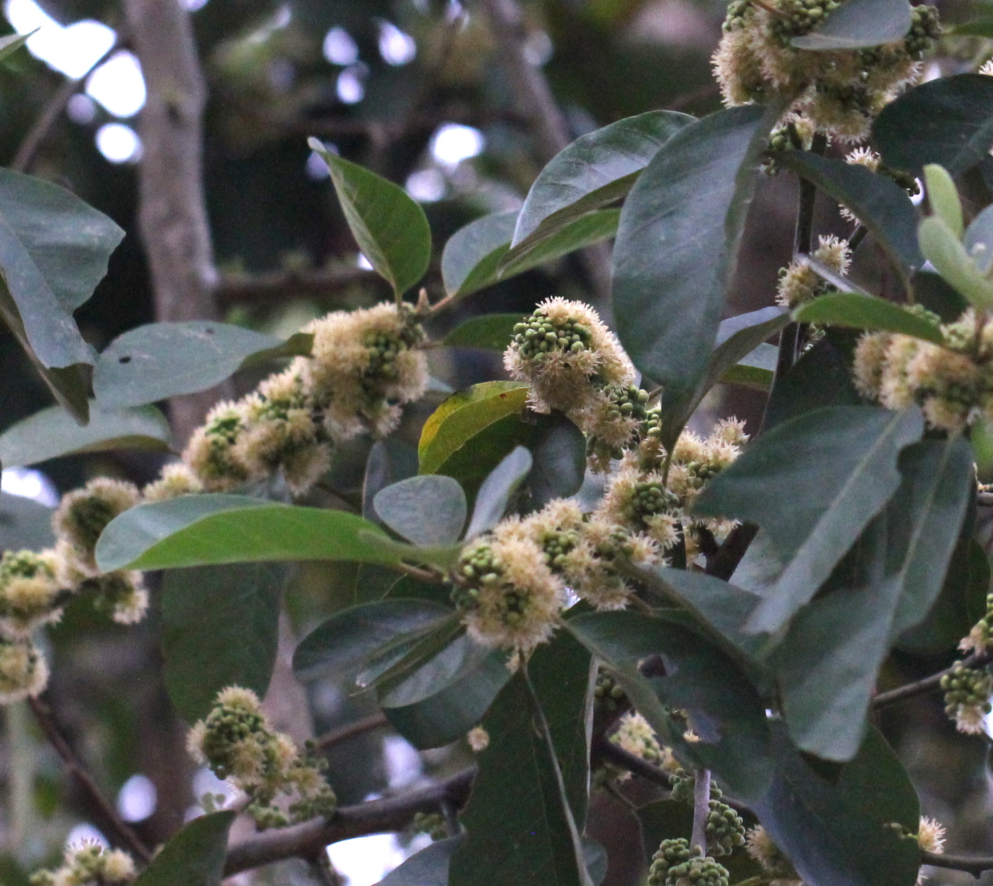 Hydnocarpus annamensis