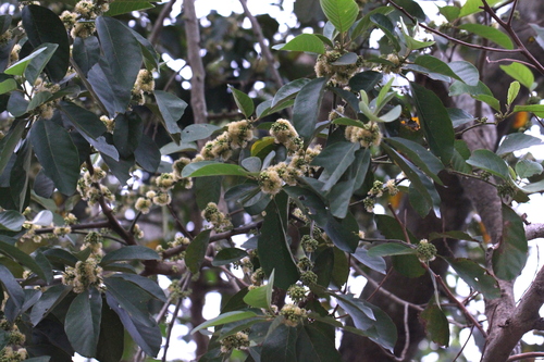Image of Hydnocarpus Annamensis (Hydnocarpus annamensis) by no rights reserved