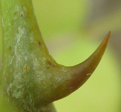 Senegalia nigrescens