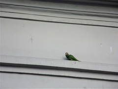 Psittacara finschi