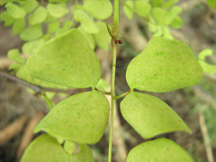 Senegalia nigrescens