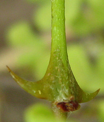 Senegalia nigrescens